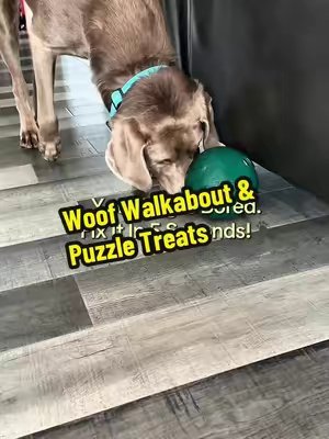 TikTok post by @ghost_labrador for Woof Pet. Caption reads: [...] to grab yours before it sells out! 👇 @Woof....