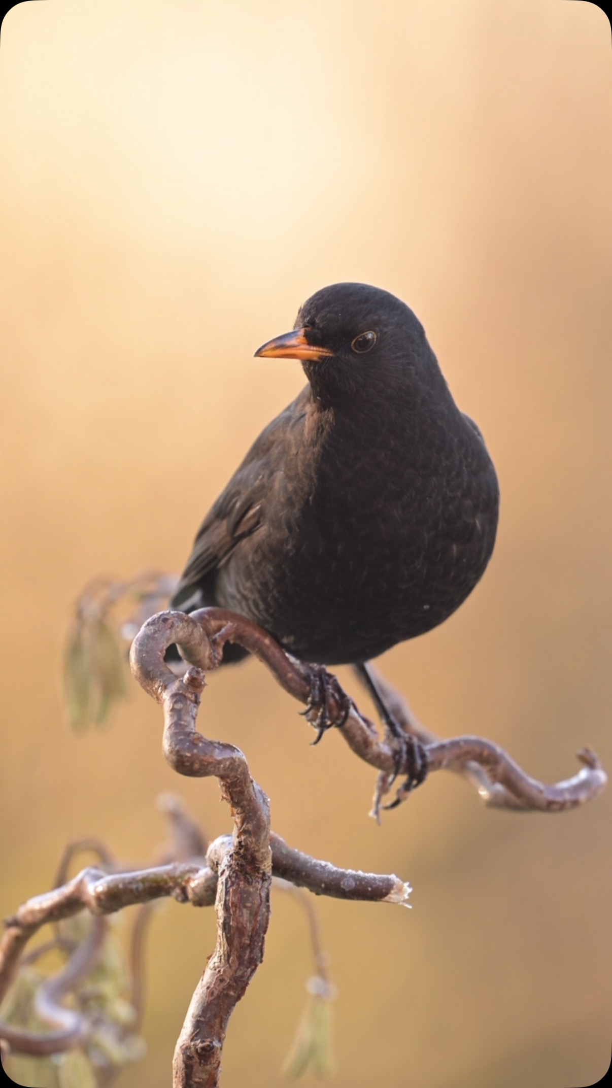 Instagram post by @miwographie for Nikon DACH. Caption reads: Blackbird in the golden early morning light in our....