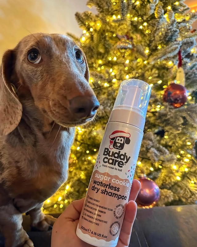 Instagram post by @evieandkia for Buddycare Grooming. Caption reads: ✨ NEW ✨
BuddyCare Sugar Cookie Waterless Dry....
