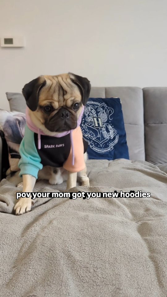 Instagram post by @mr.chunky.the.pug for Spark Paws. Caption reads: Mom choose the green hoodie 💚 and the spare the....