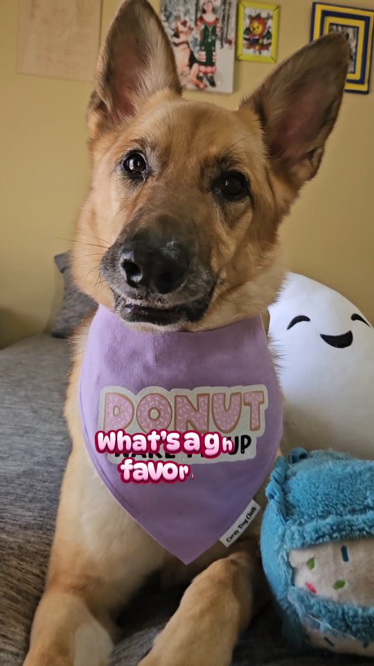 Instagram post by @renegadethegermanshepherd for Corny Dog Cloth. Caption reads: [...] National Donut Day with my @cornydogcloth....