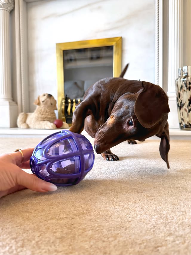 Instagram post by @frankie_dachshund03 for PetSafe. Caption reads: [...] Buddy® Kibble Nibble™ Feeder Ball from....