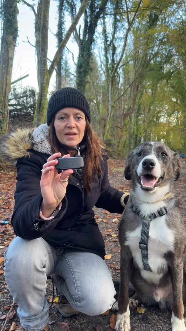 Instagram post by @camper_vibe for Tractive. Caption reads: The OG’s of our channel will know all of our furry....