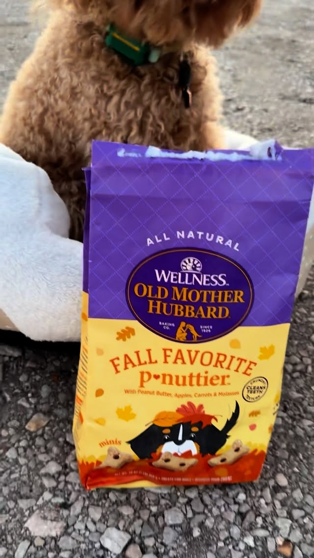 Instagram post by @winstontheminiaturedood for Wellness Pet Food. Caption reads: #ad Nothing gets me excited for Fall like Wellness....