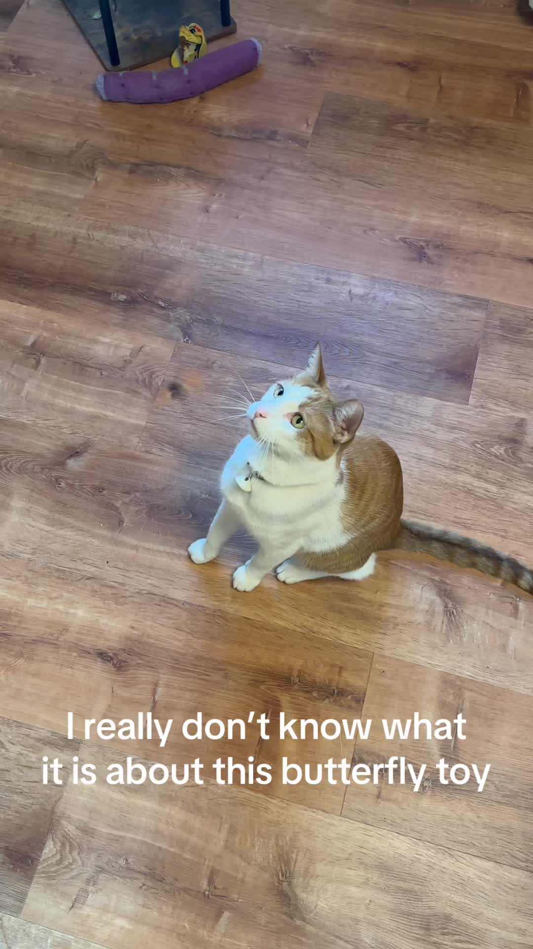 TikTok post by @therapycatroger for Potaroma. Caption reads: [...] obsessed with this butterfly toy from....