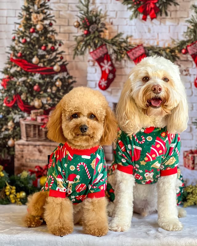 Instagram post by @deo_piper_cavoodles for Fitwarm. Caption reads: [...] want to wear our cute pyjamas from....
