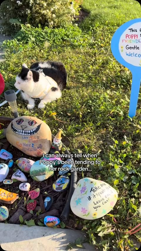Instagram post by @poppytherescuecat_ for Shark Clean. Caption reads: She comes in from her rock garden like she owns....
