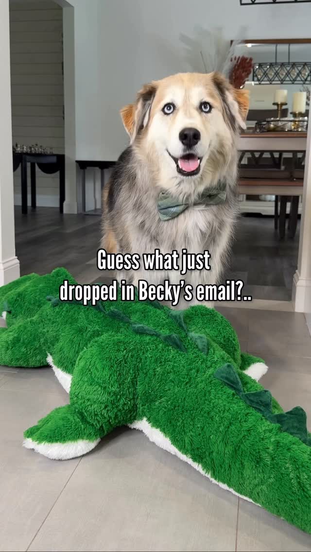 Instagram post by @halfhuskybros for Zoetis Petcare. Caption reads: From fun facts to free resources, Zoetis Petcare....