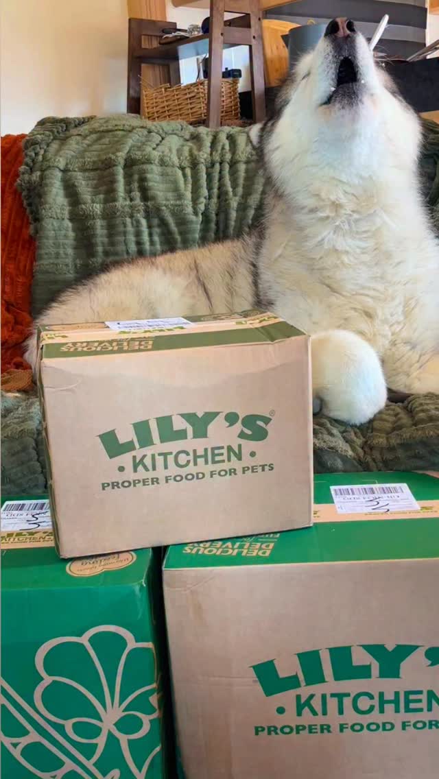 Instagram post by @mekothemalamute for Lily's Kitchen. Caption reads: Meko approves of his @lilyskitchenpetfood delivery....
