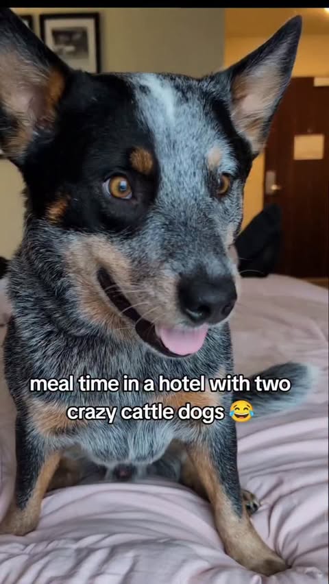 Instagram post by @riften_the_acd for Open Farm Pet. Caption reads: They're doing okay in the hotel. Riften doesn't....