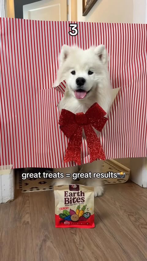 Instagram post by @biffthesamoyed for Earthborn Holistic Pet Food. Caption reads: Trying the viral Christmas wrapper paper....