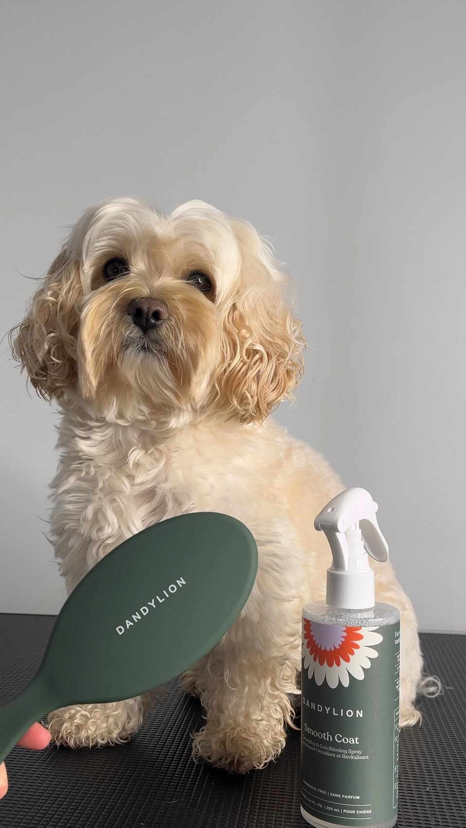 Instagram post by @finnegantrainor for Dandylion. Caption reads: Safe to say @dandylionworld ‘s NEW Smooth Coat....