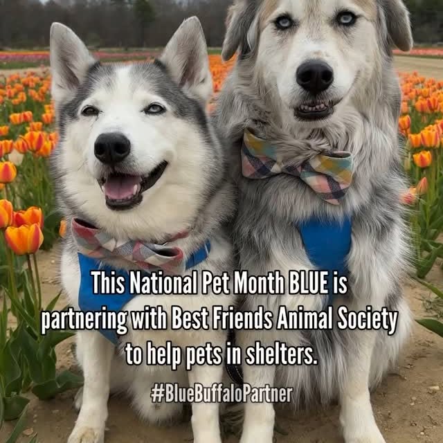 Instagram post by an influencer for Blue Buffalo. Caption reads: [...] National Pet Month! Buy Blue Buffalo, snap....