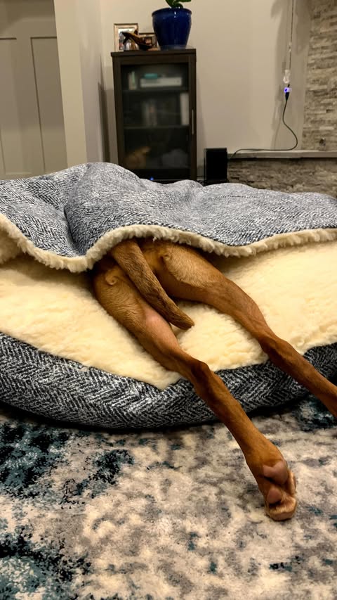 Instagram post by @waffles_the_vizsla for Snoozer Pet Products. Caption reads: @snoozerpets is having a 25% off until December....