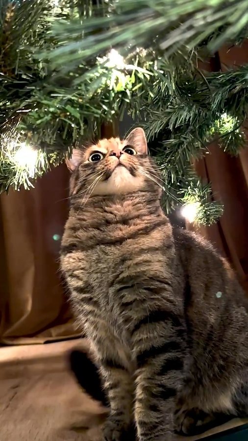 Instagram post by @realmotherofcats for Ornament Anchor. Caption reads: Time to stock up on those ornament anchors 🎄....