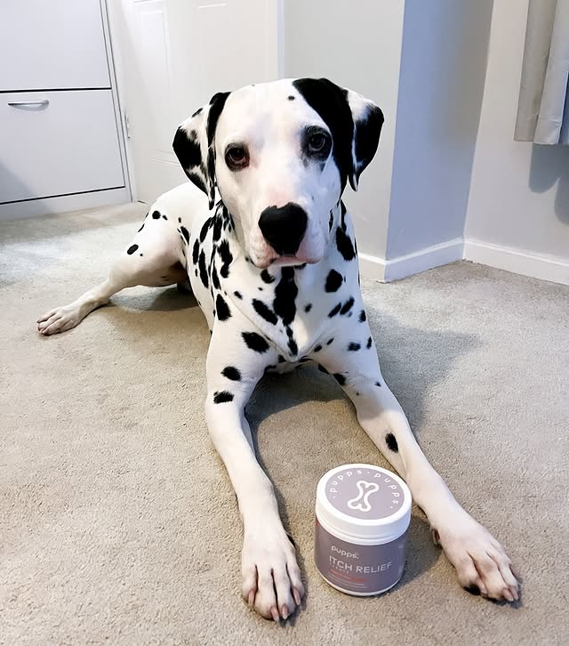 Instagram post by @hunter.maeve_thespottydogs for Pupps. Caption reads: [...] were so excited to be sent some of the....