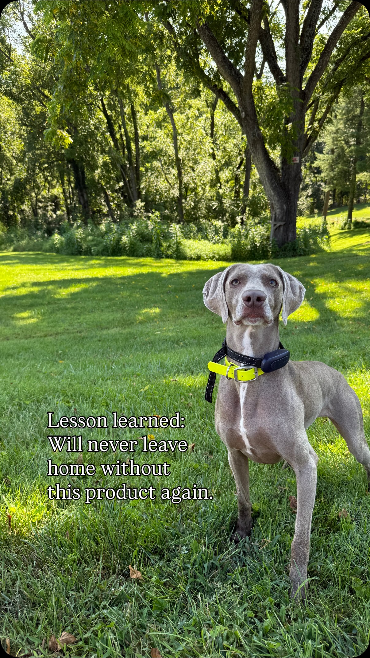 Instagram post by @rain_the_weim for Vetericyn. Caption reads: Lesson learned: Will never leave home without this....