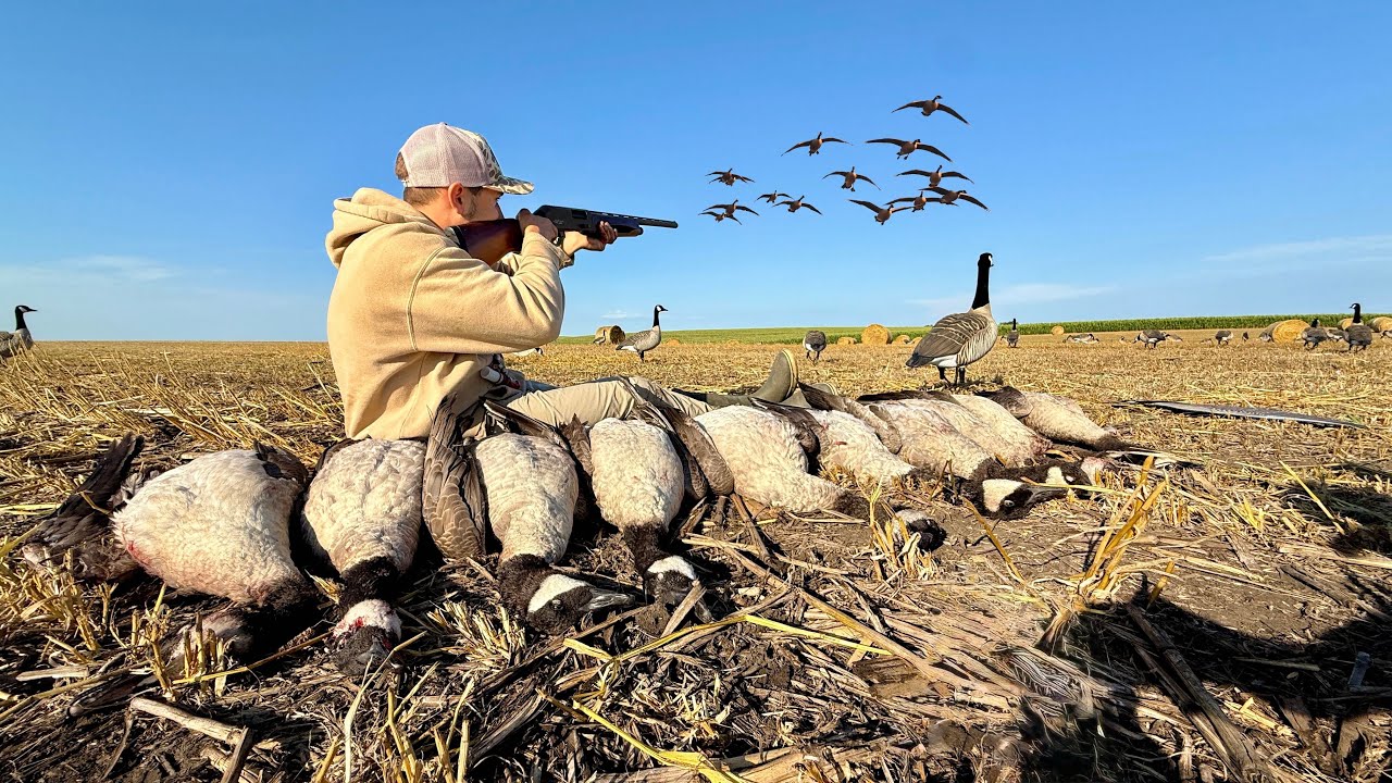 YouTube post by @BWFilms for Dive Bomb Industries. Caption reads: [...] Official BW Films Gear Here! 🔥 Dive Bomb....