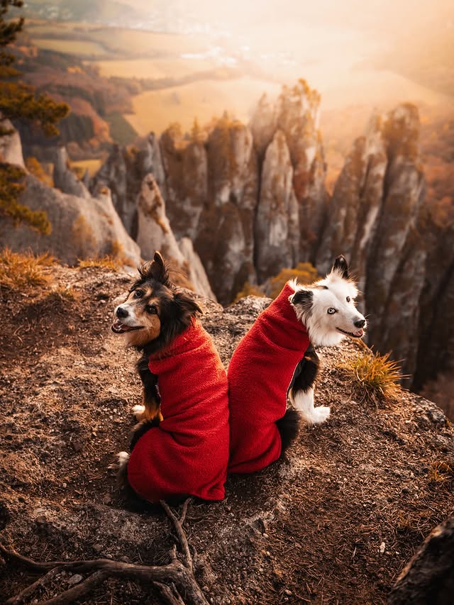 Instagram post by @connie.cita for Pomppa Dogwear. Caption reads: [...] #sponsored #ad #sulovskeskaly #pomppadogwear....