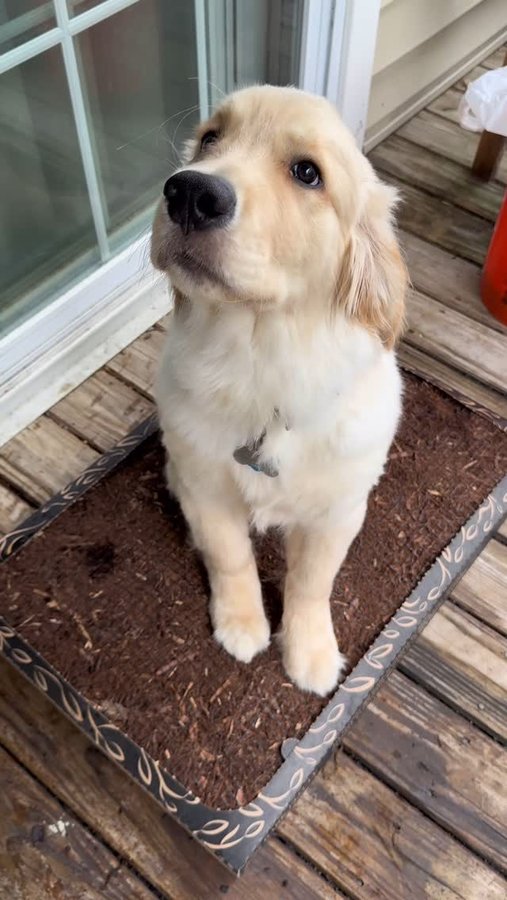 Instagram post by @goldenboiriley for Bark Potty. Caption reads: #BarkPottyPhoto the @barkpotty has been so helpful....