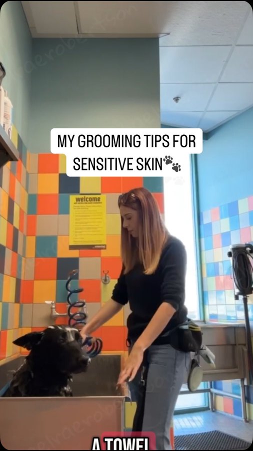 Instagram post by @rachaelraerobertson for Natural Dog Company. Caption reads: Hope these tips help your pups with sensitive....