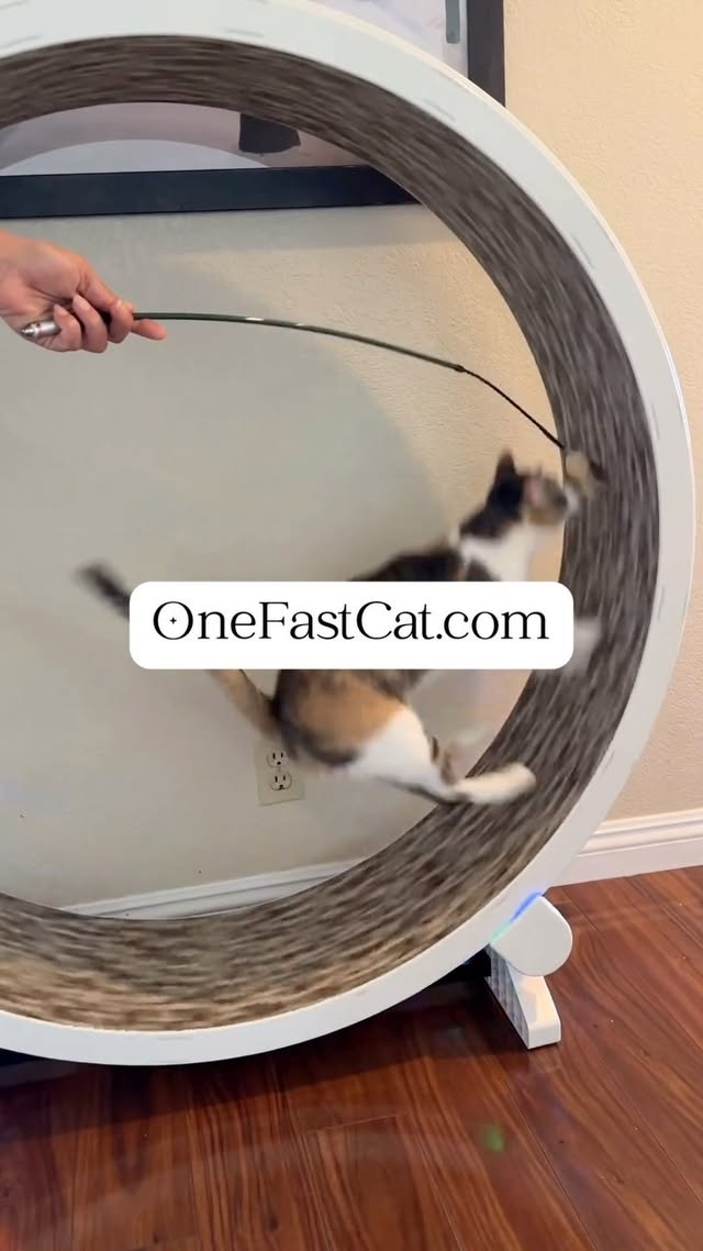 Instagram post by @thetwocrazycatladies for One Fast Cat. Caption reads: [...] to get there? Get them moving on the One....
