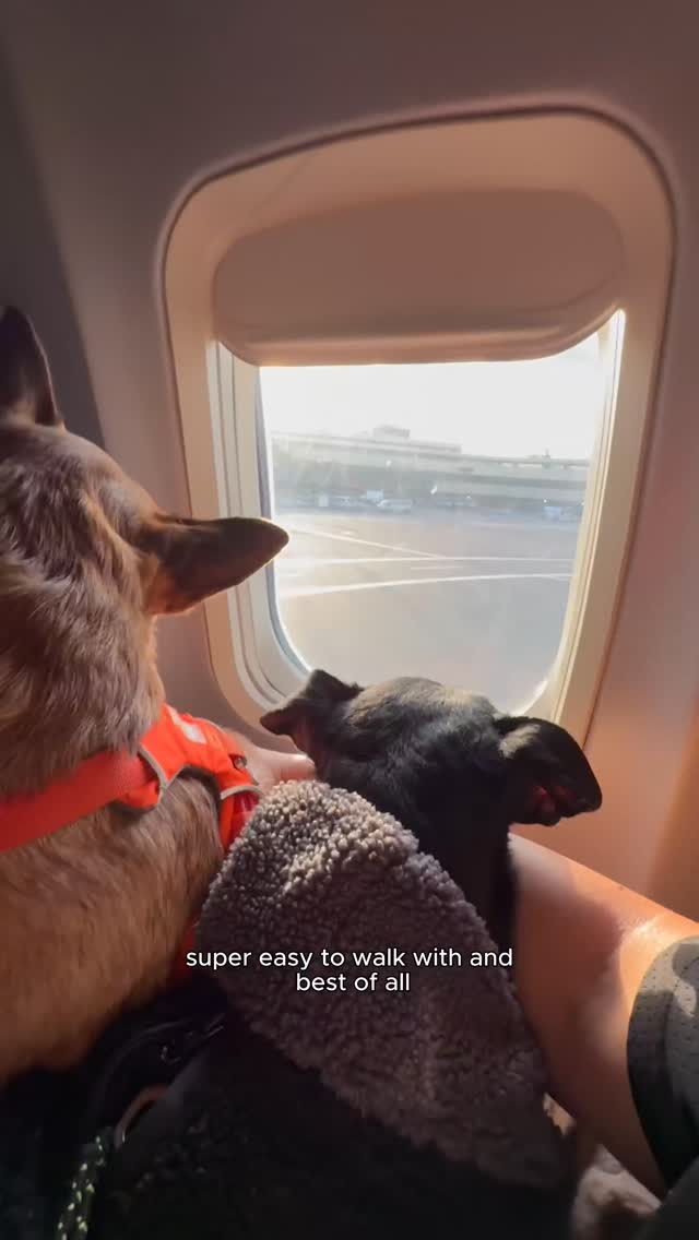 Instagram post by @jessydover for Dagne Dover. Caption reads: From NYC to Colorado 🐾 ⁠
⁠
@jessydover shows how....