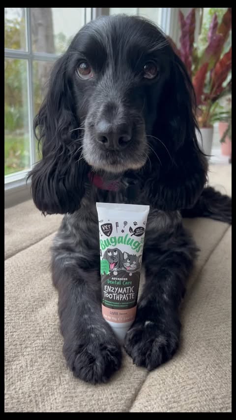 Instagram post by @dollythehearingdog for Bugalugs Pet Care. Caption reads: [...] and a happy heart Kindly gifted by....