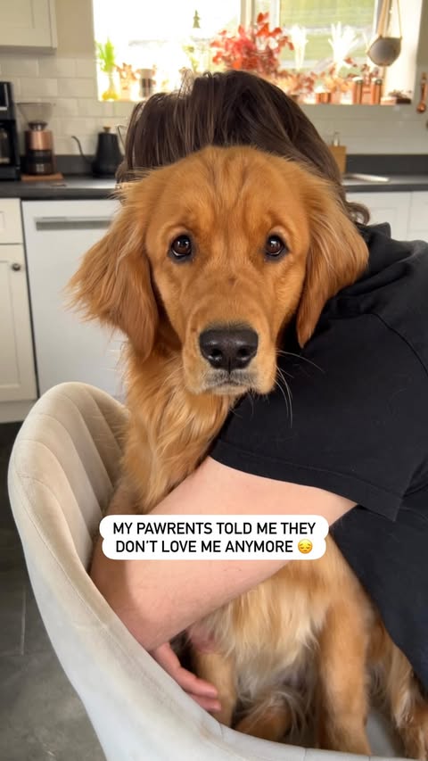 Instagram post by @goldengirlpacha for PetSmart. Caption reads: [...] we trust the pawfessional stylists at....