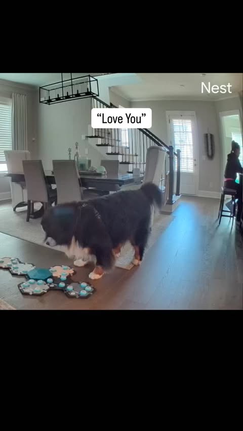 Instagram post by @riggietheberner for FluentPet. Caption reads: [...] gives us every day of the year! 🥰💓....