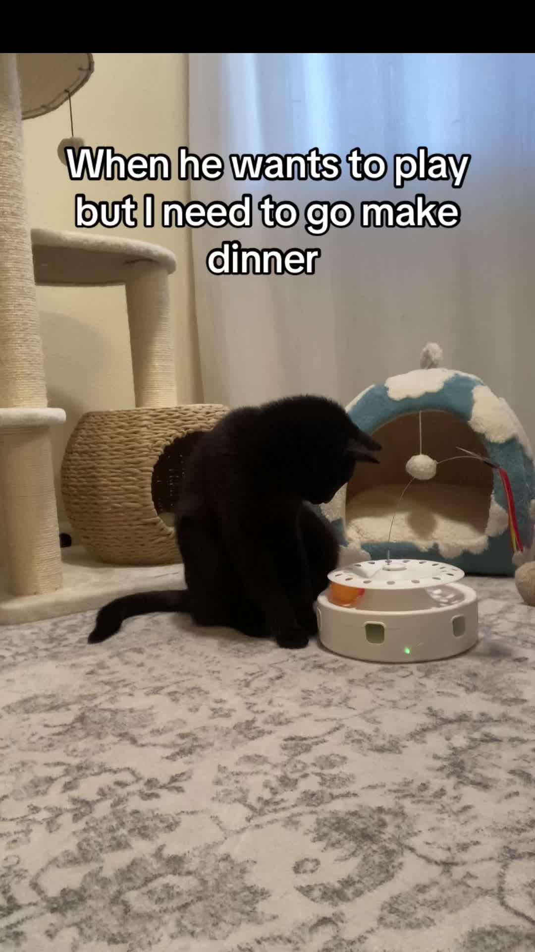 TikTok post by @kittys_tik_and_tok for Potaroma. Caption reads: This toy will keep him busy for hours! @Potaroma....