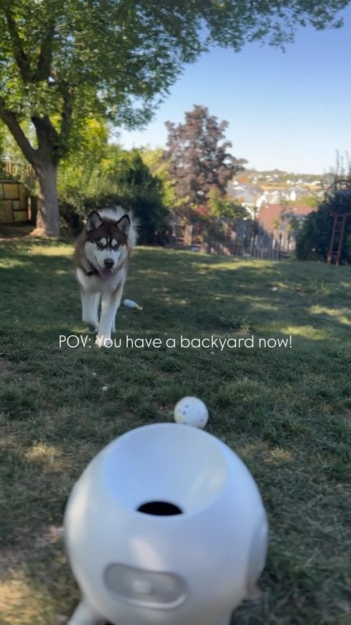 Instagram post by @fluffybigpaws.kai for Uahpet. Caption reads: [...] toy for endless fun! 🏡🎾 Thank you,....