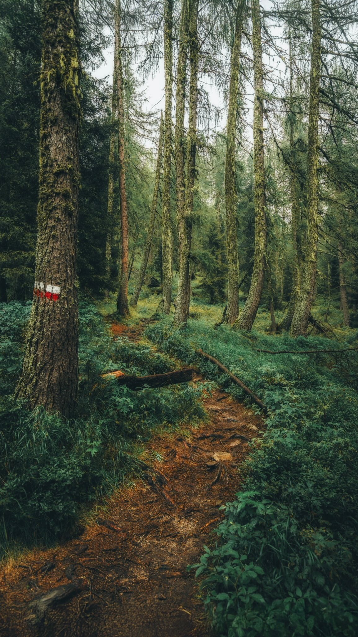 Instagram post by @giuliogroebert for Visit Trentino. Caption reads: [...] totally love those narrow trails in....