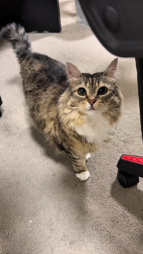 Instagram post by @lunaistabby for Oneisall. Caption reads: [...] Pet Hair & Odor at Home — Trying the....