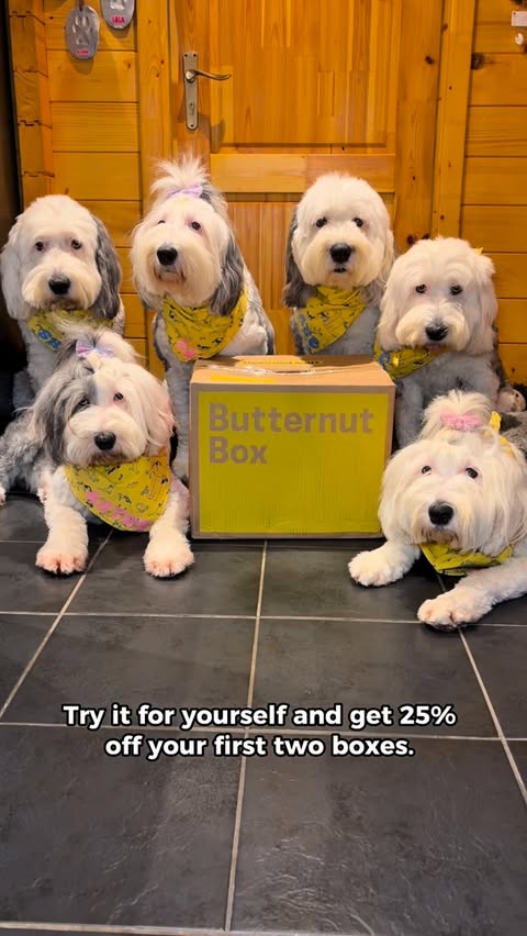 Instagram post by @shep_thesheepdog for Butternut Box. Caption reads: Ditch kibble and feed Fresh with Butternut Box....