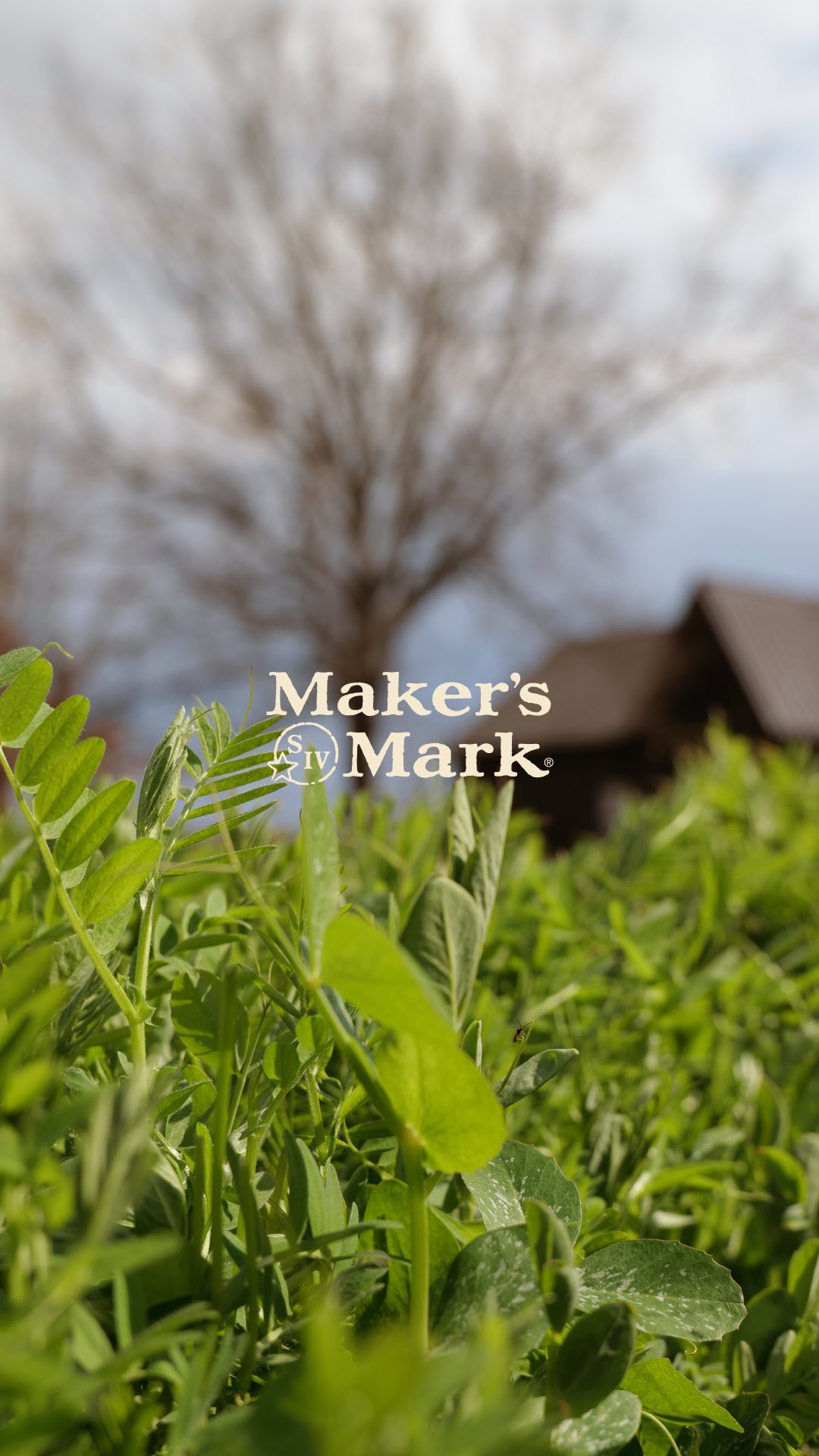 Instagram post by @climatediva for Maker’s Mark. Caption reads: What makes regenerative farming different from....