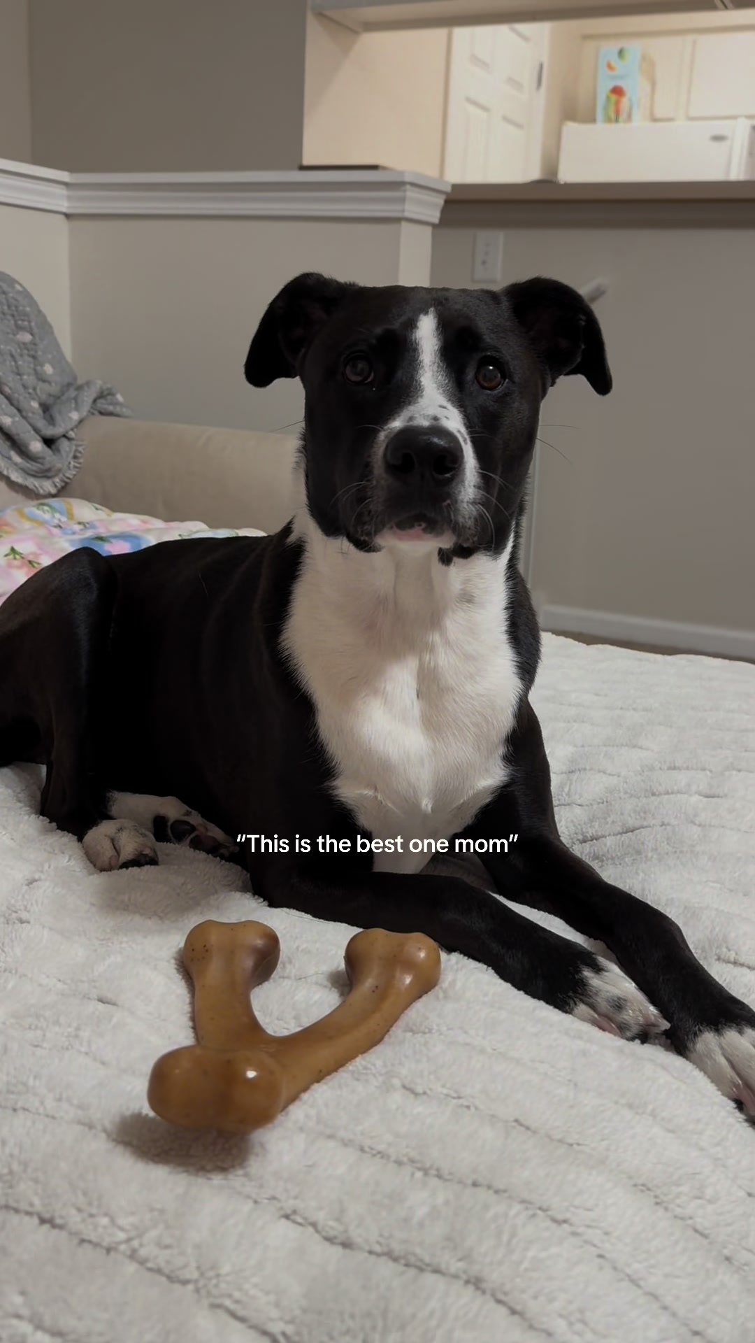 TikTok post by @themaiziemarie for Benebone. Caption reads: [...] bone earlier. A SPOILED girl!!! 🐾 @Benebone....