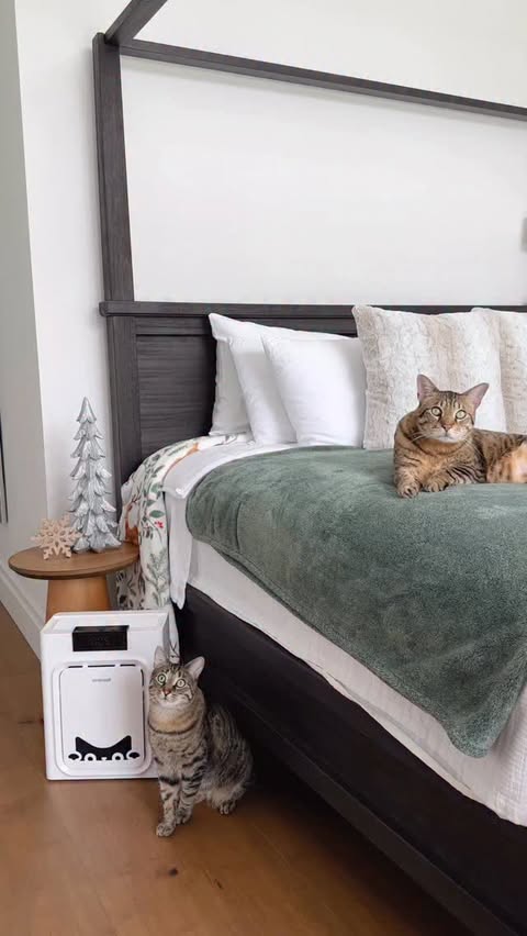 Instagram post by @dexterboycat for Oneisall. Caption reads: [...] home clean and the air fresh! 🌬️ The....