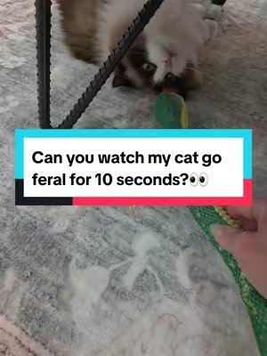 TikTok post by @ambragayle for Potaroma. Caption reads: [...] My cats are obsessed with this new toy....