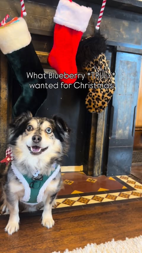 Instagram post by @screamy_beany for Sassy Woof. Caption reads: [...] SCREAMY15) •fleece-lined harnesses by....