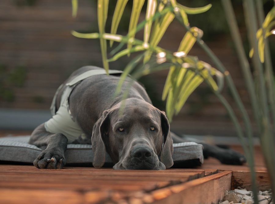 Instagram post by @sven.sune for PAIKKA. Caption reads: [...] stay safe and comfortable in our new....