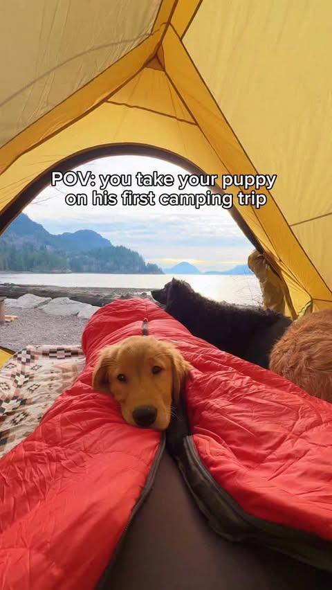 Instagram post by @goldenmase for ORIJEN Petfoods. Caption reads: A big adventure for a little puppy 🥹🏕️🐾 Kona....