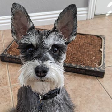 Instagram post by @samwellcharlie for Bark Potty. Caption reads: [...] and not a care about 🧻🧻 . . . Get a....