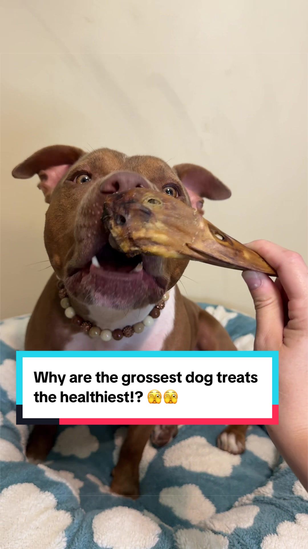 TikTok post by @bigheaded_bruce for All American Canine. Caption reads: [...] #dogchews #americanbully #pitbull @ALL....