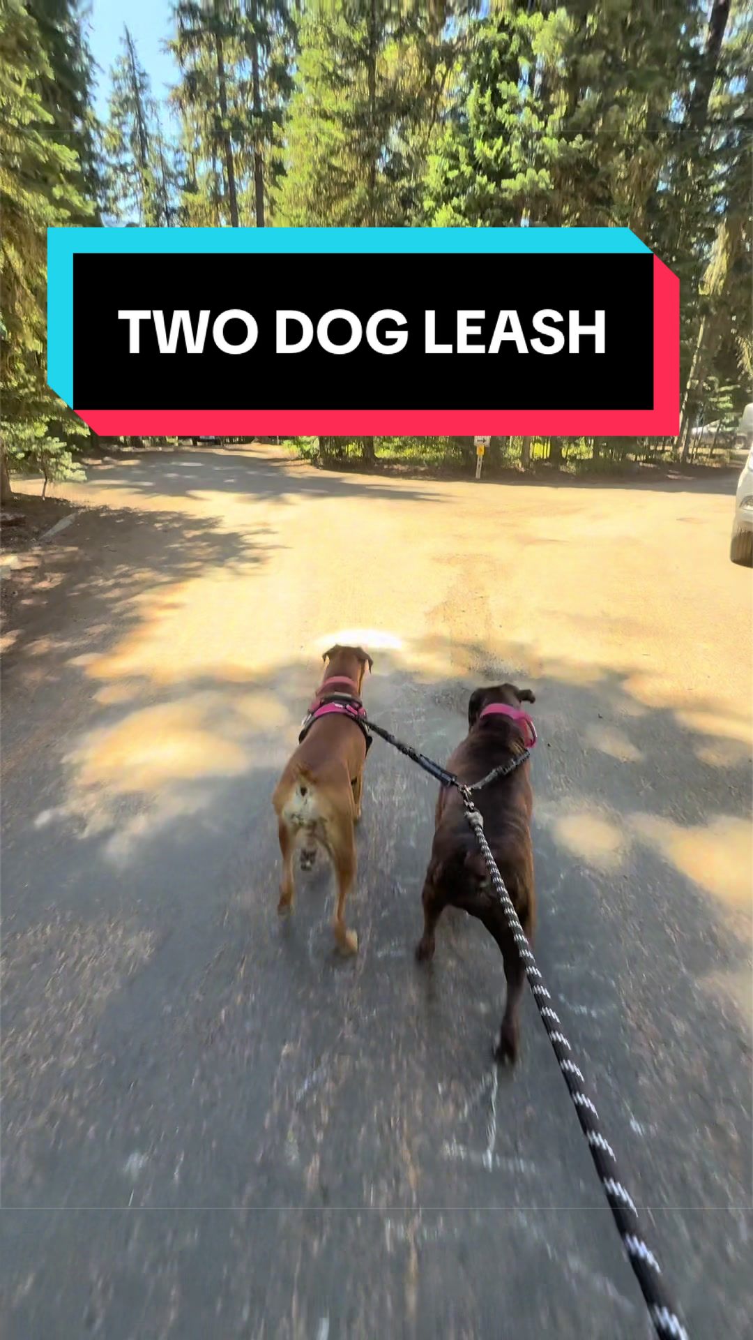 TikTok post by @leroybrownesq for iYoShop. Caption reads: [...] #summerwins #dogs #pets @iYoShop US.