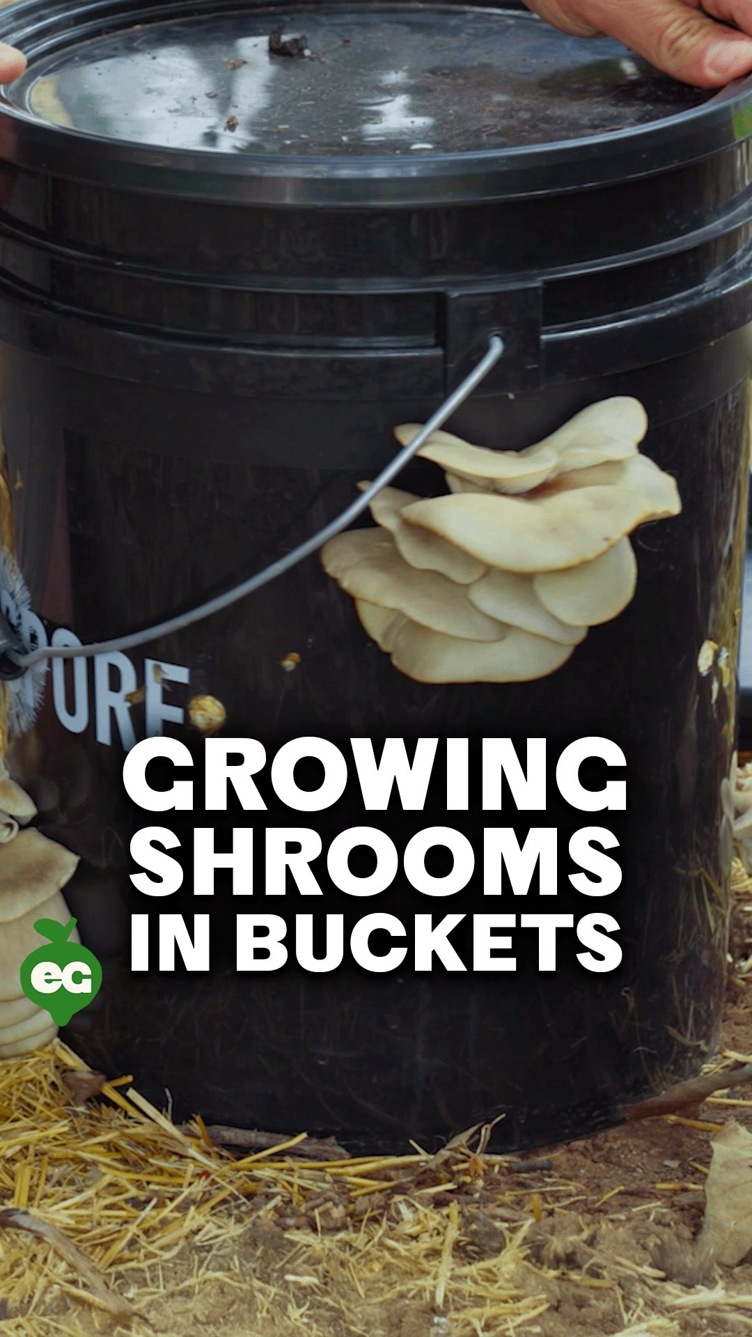 Instagram post by @jacquesinthegarden for North Spore. Caption reads: Comment SHROOM and I’ll send a full step-by-step....