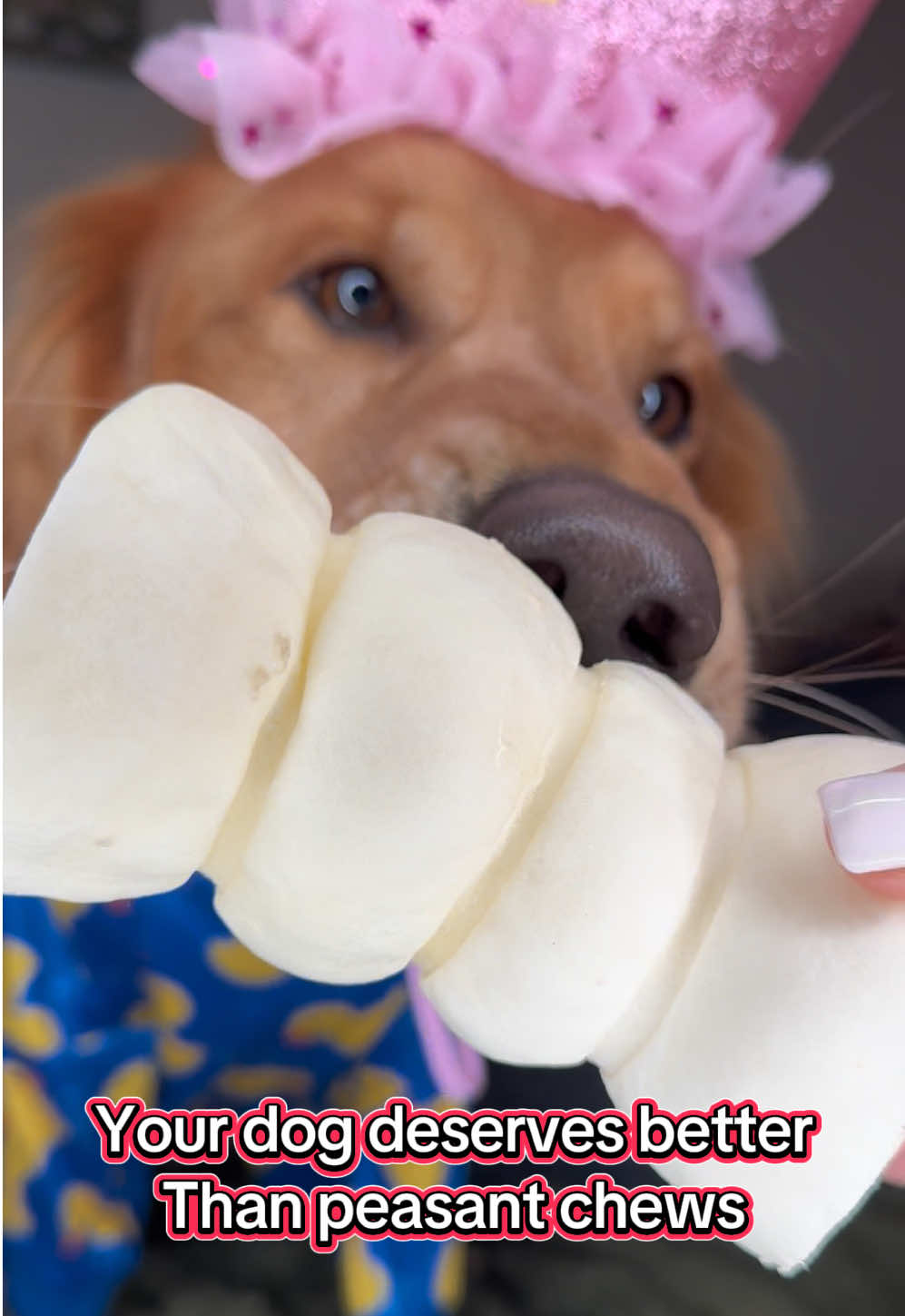 TikTok post by @goldensdaphneandruby for PetMD Store. Caption reads: [...] your dogs like the royalty they are!....