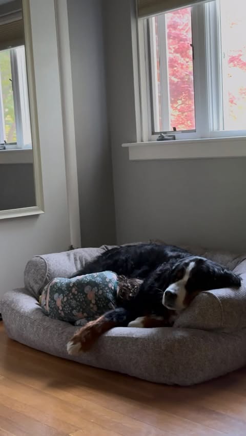 Instagram post by @ivyberner for Snoozer Pet Products. Caption reads: Woke up this morning and found out 3 year old....