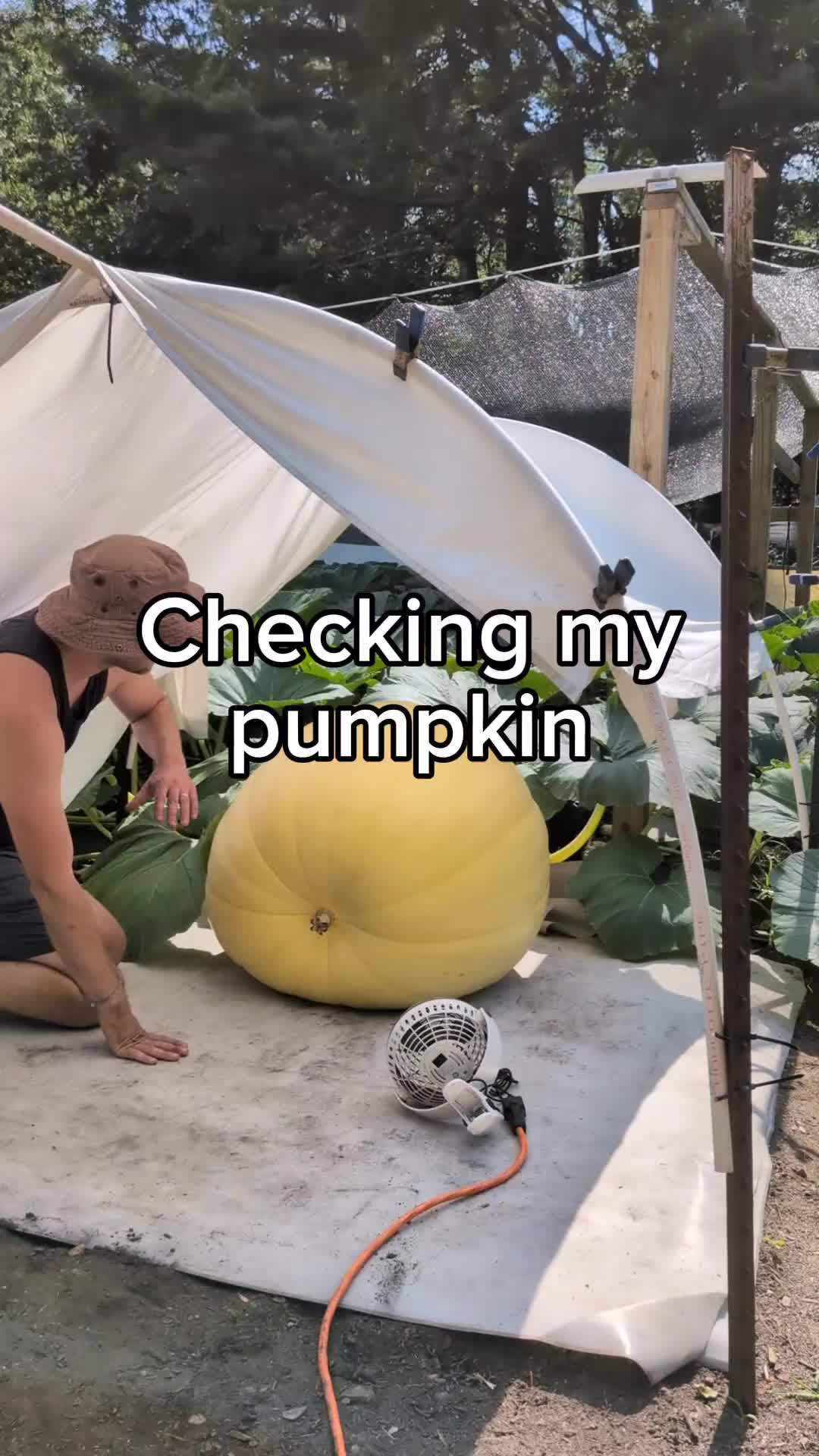 TikTok post by @bigpumpki for Liquid Death. Caption reads: she's 29 days old, 253 lbs, and got a new @Liquid....