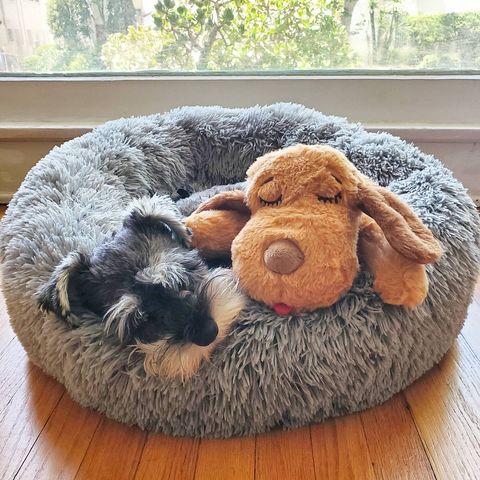 Instagram post by @clementine_the_mini_schnauzer for Snuggle Puppy. Caption reads: [...] Thank goodness I have my....